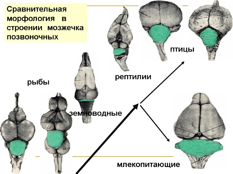 Сравнительная морфология в строении мозжечка позвоночных земноводные млекопитающие птицы рыбы рептилии Сравнительная морфология в строении мозжечка позвоночных земноводные млекопитающие птицы рыбы рептилии